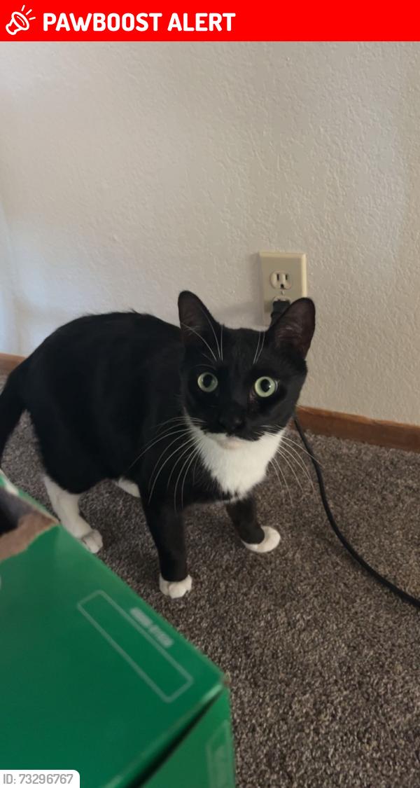 Lost Male Cat last seen Aztec Avenue, Twentynine Palms, CA 92277