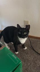 Lost Male Cat last seen Aztec Avenue, Twentynine Palms, CA 92277