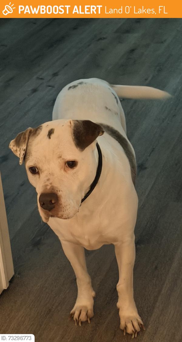 Found/Stray Male Dog last seen Swallow Drive Land O Lakes FL, Land O' Lakes, FL 34639