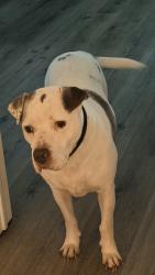 Found/Stray Male Dog last seen Swallow Drive Land O Lakes FL, Land O' Lakes, FL 34639