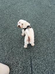 Reunited Male Dog last seen Near E midway blvd lot 1428 Denver CO, Denver, CO 80234