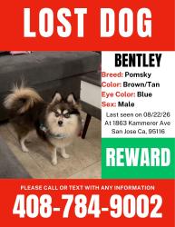 Lost Male Dog last seen King and Kammerer, San Jose, CA 95116