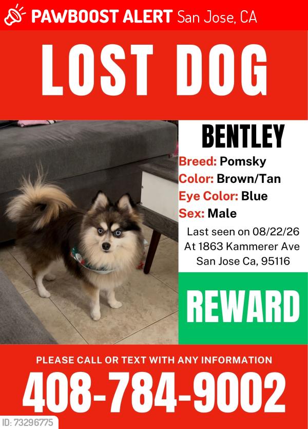 Lost Male Dog last seen King and Kammerer, San Jose, CA 95116