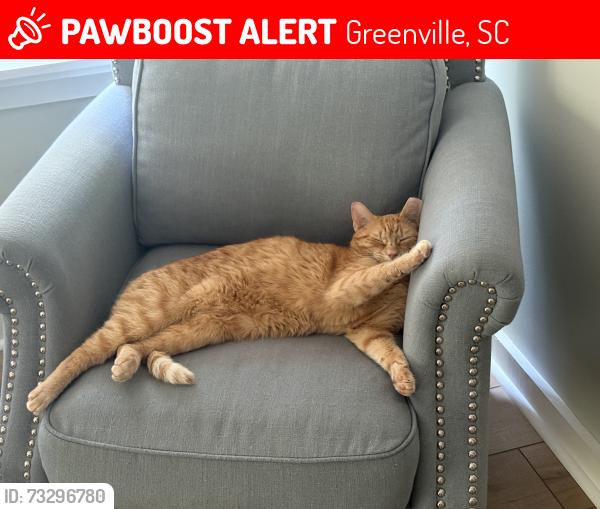 Lost Male Cat last seen Faris rd and Longview terrace, Greenville, SC 29605