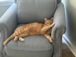 Lost Male Cat last seen Faris rd and Longview terrace, Greenville, SC 29605