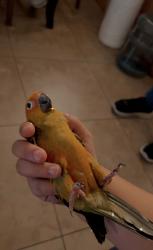 Lost Unknown Bird last seen Perris Blvd, Perris, CA 92570