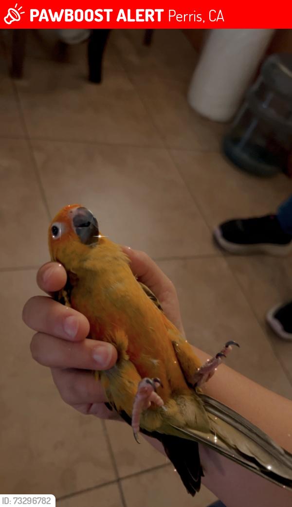 Lost Unknown Bird last seen Perris Blvd, Perris, CA 92570