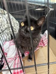 Shelter Stray Female Cat last seen Near Oakridge Ct Decatur GA 30033, 30033, GA, 3280 Chamblee Dunwoody Rd, Chamblee, GA 30341, USA
