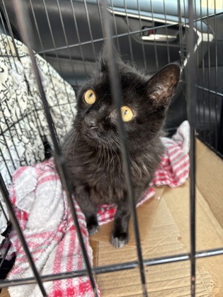 Shelter Stray Female Cat last seen Near Oakridge Ct Decatur GA 30033, 30033, GA, 3280 Chamblee Dunwoody Rd, Chamblee, GA 30341, USA