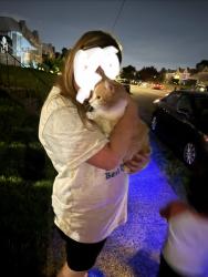 Found/Stray Male Cat last seen Brocklehurst and Winchester Ave, Philadelphia, PA 19152