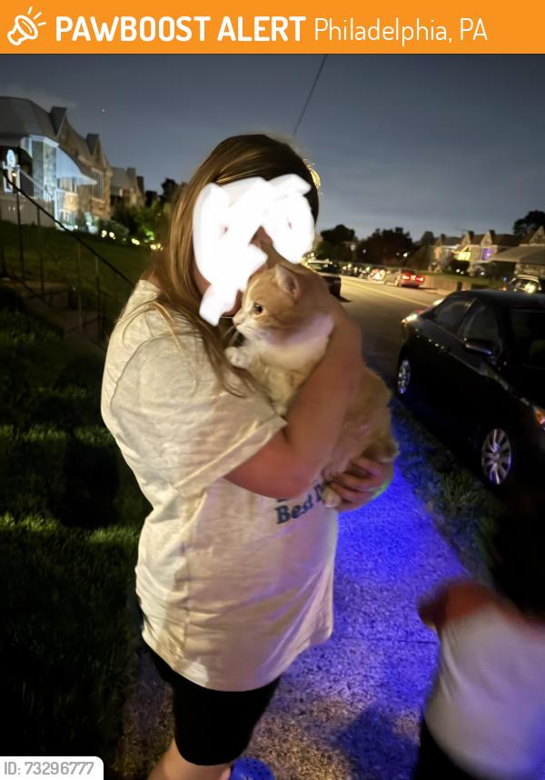 Found/Stray Male Cat last seen Brocklehurst and Winchester Ave, Philadelphia, PA 19152