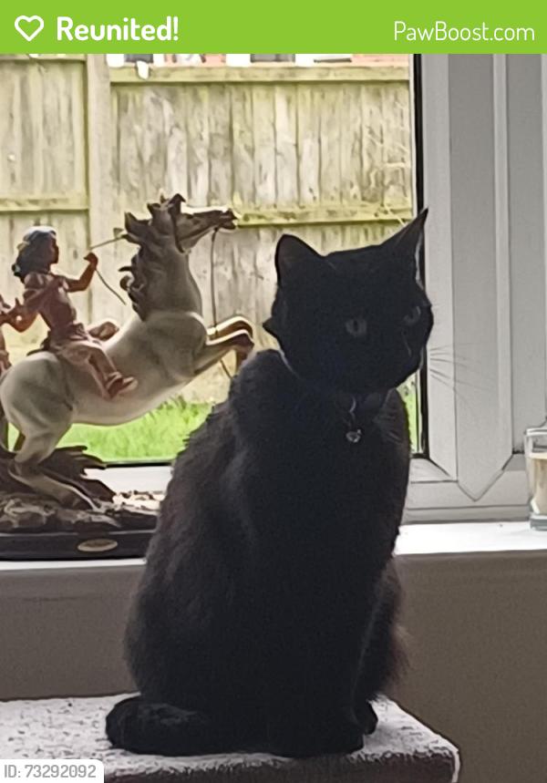 Reunited Female Cat last seen Stirchley Telford, Telford and Wrekin, England TF3 1EF