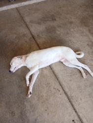Reunited Unknown Dog last seen Duke and Juneau Lubbock Shadow Hills, Lubbock, TX 79416