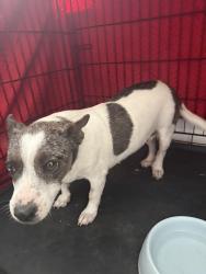 Reunited Female Dog last seen Doubletree dr, Killeen, TX 76542