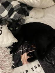 Lost Female Cat last seen Ken Carly valley, Littleton, CO 80127