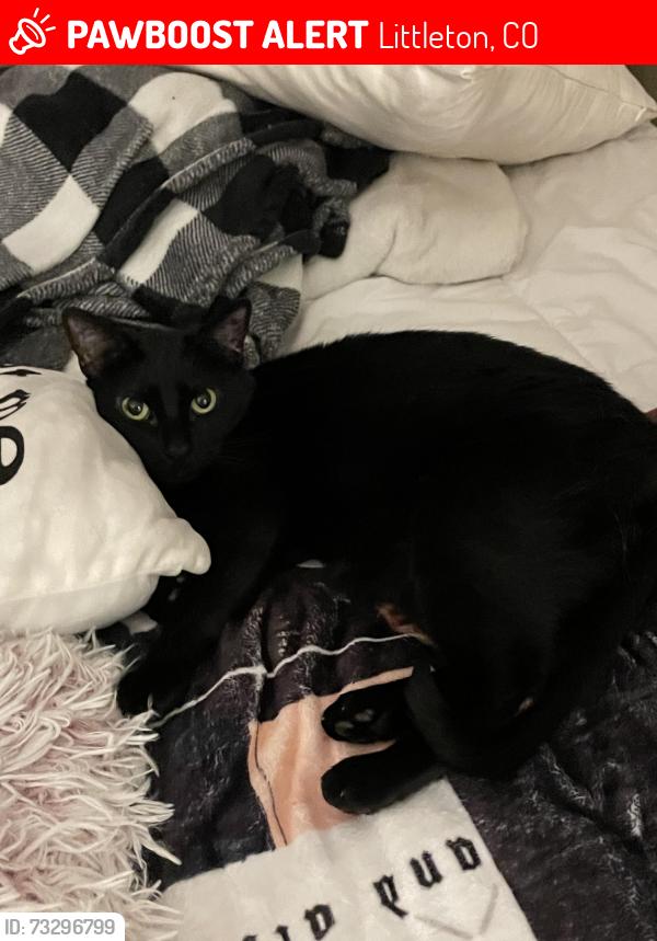 Lost Female Cat last seen Ken Carly valley, Littleton, CO 80127