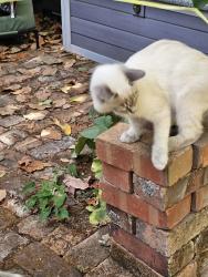 Lost Female Cat last seen Blake/Fulton, Berkeley, CA 94704
