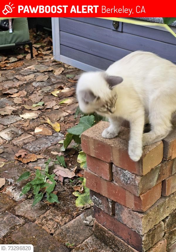 Lost Female Cat last seen Blake/Fulton, Berkeley, CA 94704