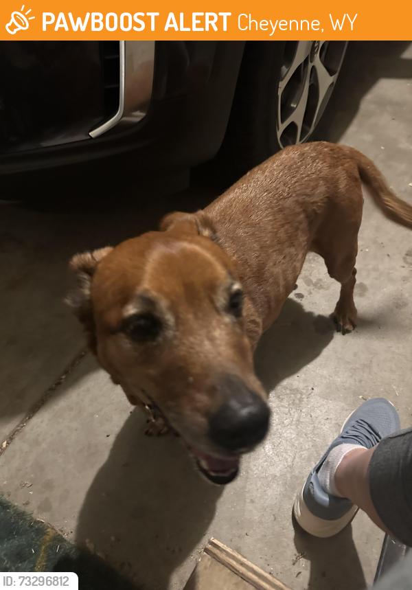 Found/Stray Male Dog last seen Near Brittany Drive, Cheyenne, WY 82009