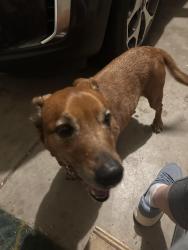 Found/Stray Male Dog last seen Near Brittany Drive, Cheyenne, WY 82009