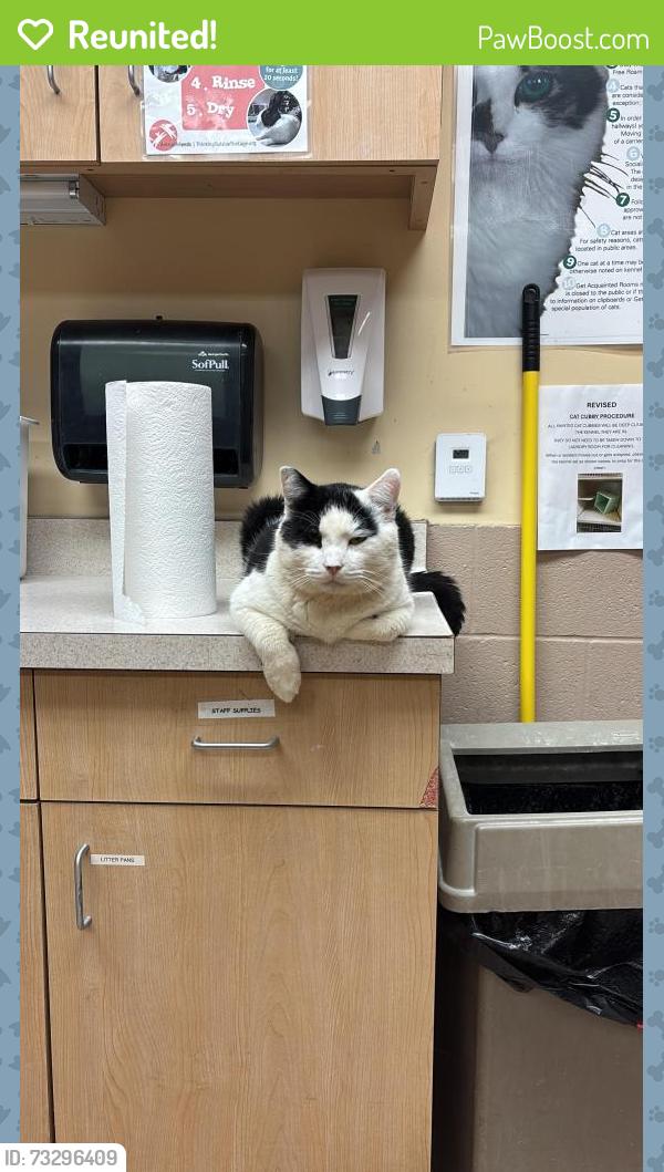Reunited Male Cat last seen Near Morton Dt NW, Washington, DC 20010