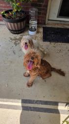Reunited Female Dog last seen Holly Hill and Beltline, Grand Prairie, TX 75052