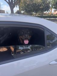 Found/Stray Male Dog last seen Patterson, CA, Diablo Grande, CA 95363