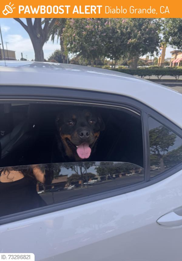 Found/Stray Male Dog last seen Patterson, CA, Diablo Grande, CA 95363