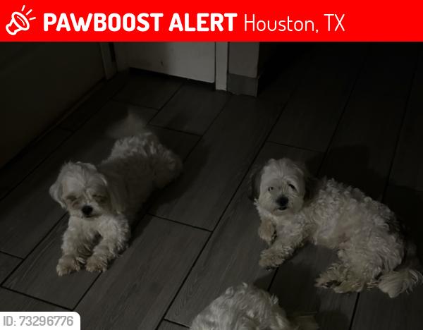 Lost Male Dog last seen autumn song dr, Houston, TX 77064