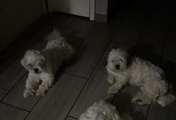Lost Male Dog last seen autumn song dr, Houston, TX 77064