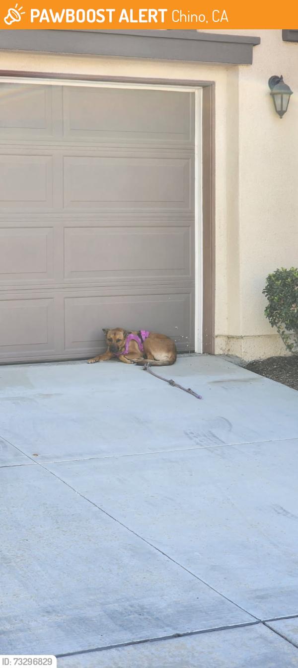 Found/Stray Female Dog last seen Cambria Ct, Chino, CA 91710