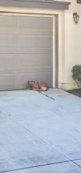 Found/Stray Female Dog last seen Cambria Ct, Chino, CA 91710