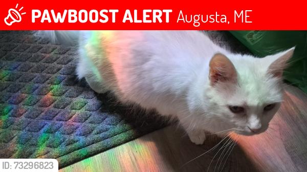 Lost Female Cat last seen Bangor Street, Augusta, ME 04330