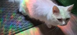 Lost Female Cat last seen Bangor Street, Augusta, ME 04330