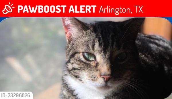 Lost Female Cat last seen Caplin Dr, Arlington, TX 76015