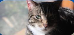 Lost Female Cat last seen Caplin Dr, Arlington, TX 76015