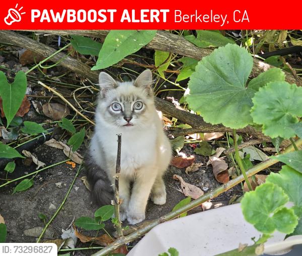 Lost Female Cat last seen Blake/Fulton, Berkeley, CA 94704