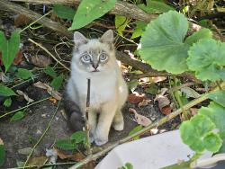 Lost Female Cat last seen Blake/Fulton, Berkeley, CA 94704