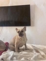 Reunited Female Dog last seen Texas A&M San Antonio TX neighborhoods, San Antonio, TX 78224