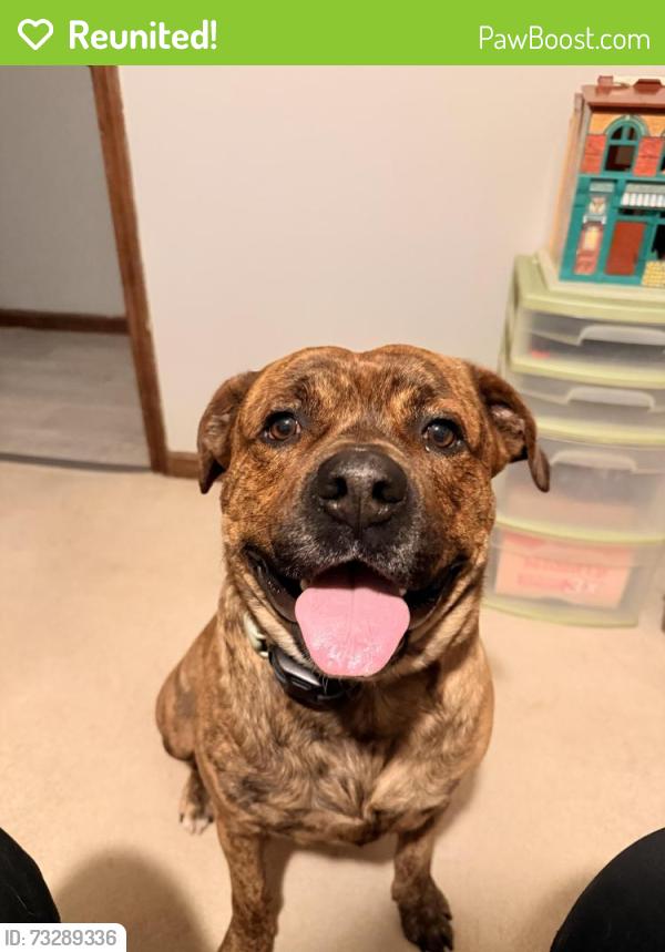 Reunited Male Dog last seen east raines, Memphis, TN 38115