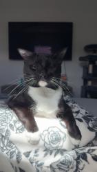 Reunited Male Cat last seen Avilla neighborhood off cypress creek blvd, Sun City Center, FL 33573