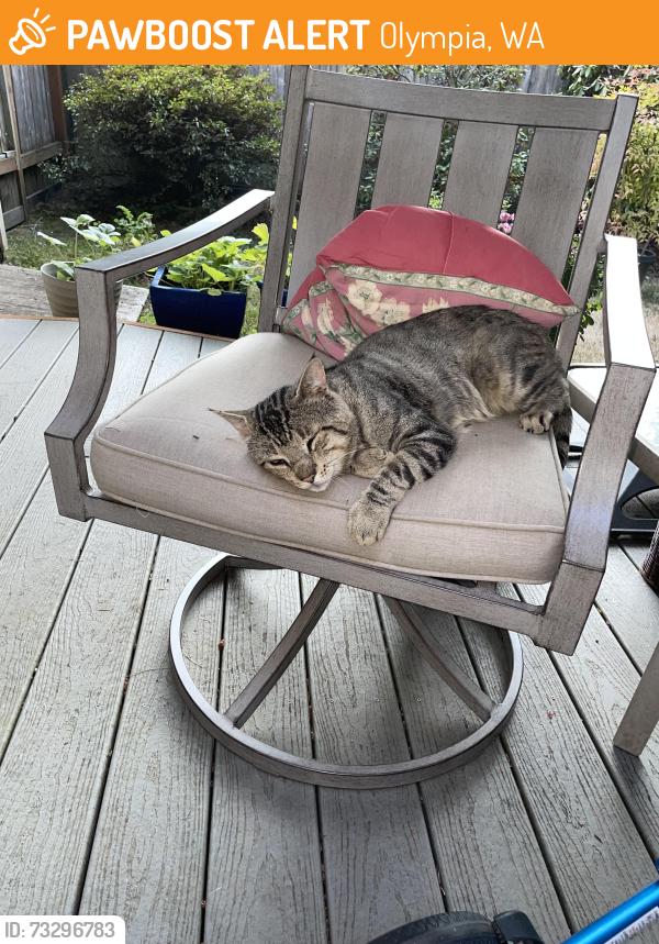Found/Stray Male Cat last seen Ken Lake, Olympia, WA 98512