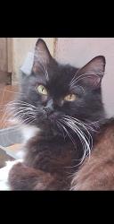 Lost Female Cat last seen Katella and S Manchester Ave, Anaheim, CA 92802