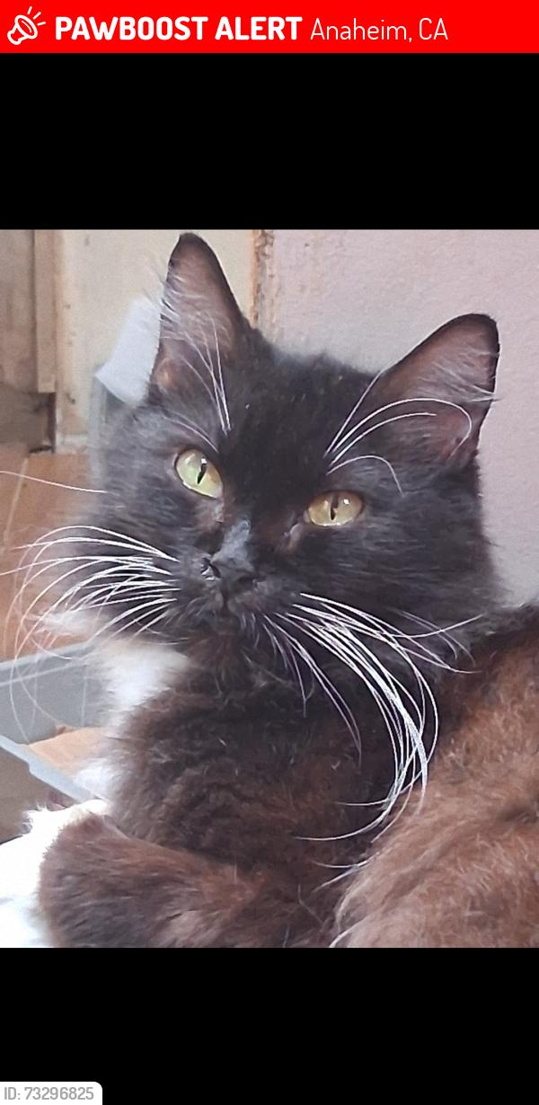 Lost Female Cat last seen Katella and S Manchester Ave, Anaheim, CA 92802