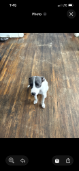 Found/Stray Male Dog last seen West broad elementary school, Columbus, OH 43204
