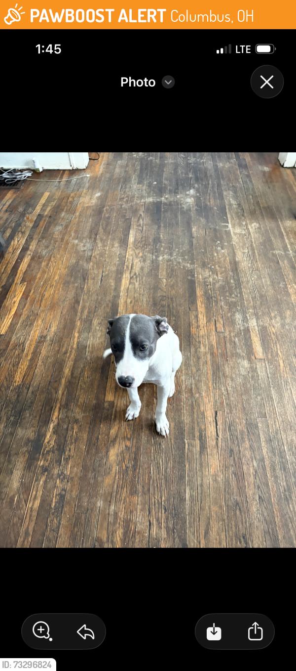 Found/Stray Male Dog last seen West broad elementary school, Columbus, OH 43204