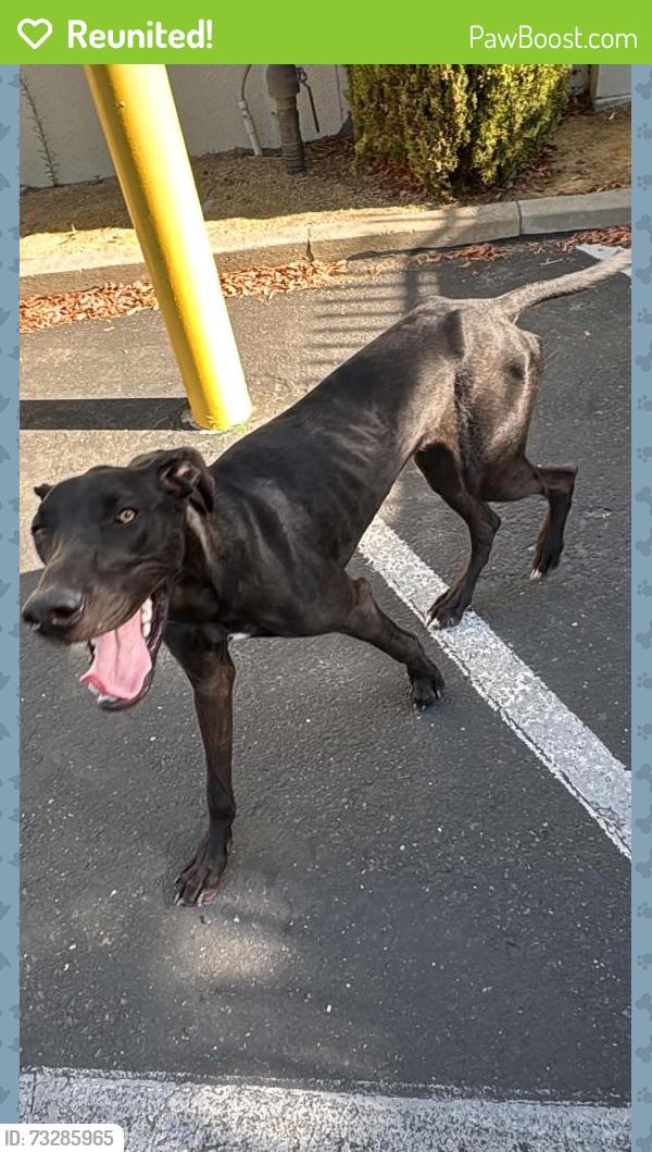 Reunited Male Dog last seen Floyd and McHenry at in shape parking lot, Modesto, CA 95350