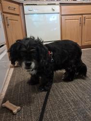 Reunited Unknown Dog last seen Defender st/hillard rd NW , Palm Bay , Fl, Palm Bay, FL 32907