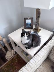Reunited Male Cat last seen Cherry coffee shop, Fort Worth, TX 76104