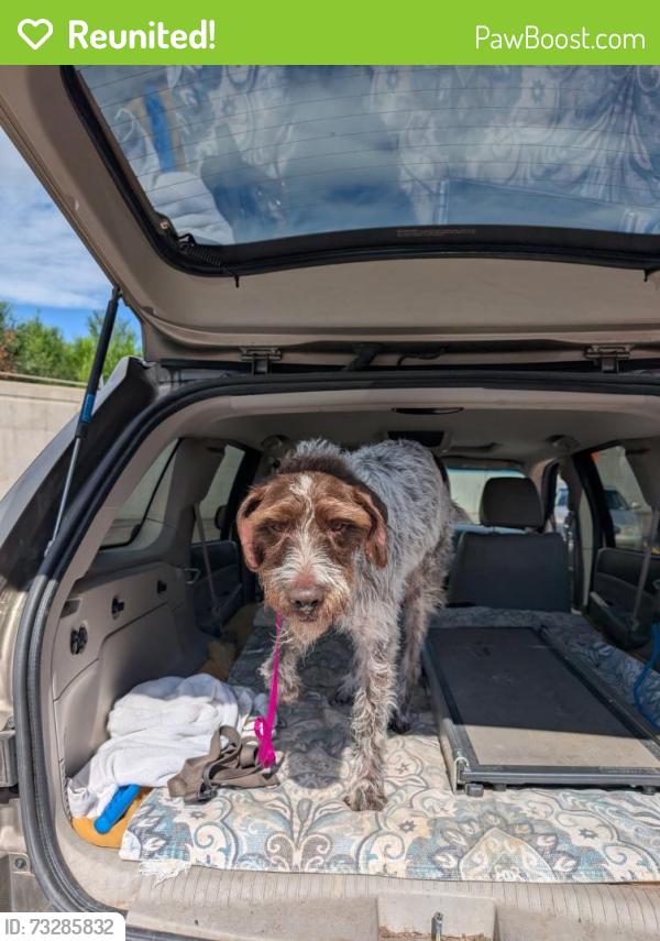 Reunited Male Dog last seen Uintah/ Columbia/Weber, Colorado Springs, CO 80903